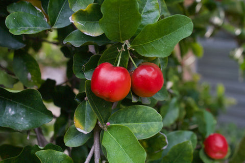 Acerola