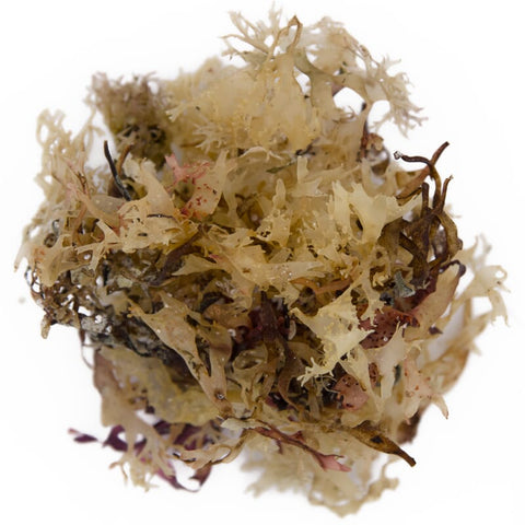 Irish moss organic