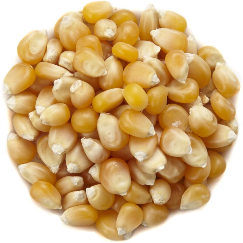 Popcorn corn organic