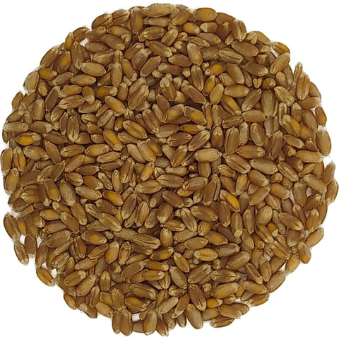 Wheatgrass germination seeds organic